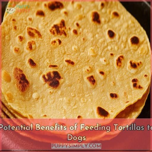 Potential Benefits of Feeding Tortillas to Dogs