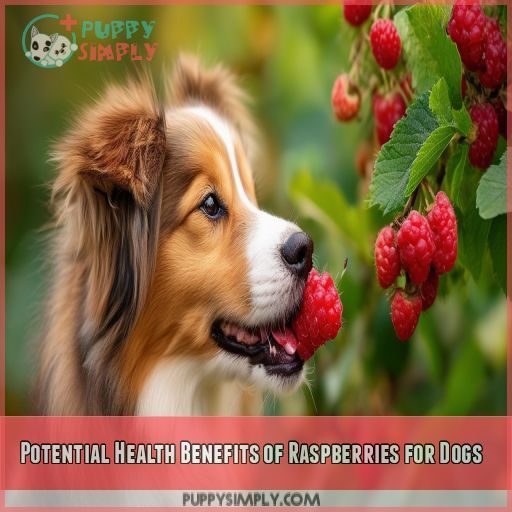 Potential Health Benefits of Raspberries for Dogs