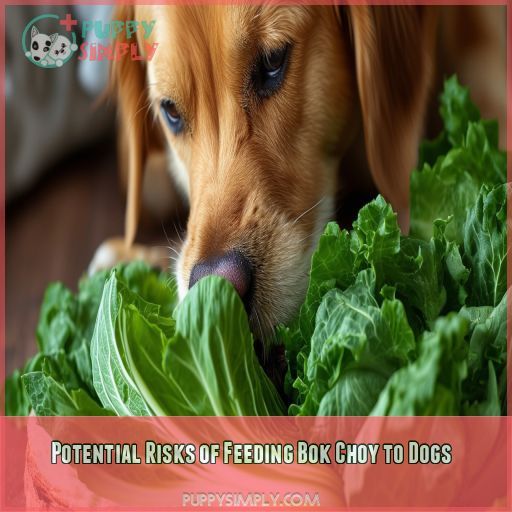 Potential Risks of Feeding Bok Choy to Dogs