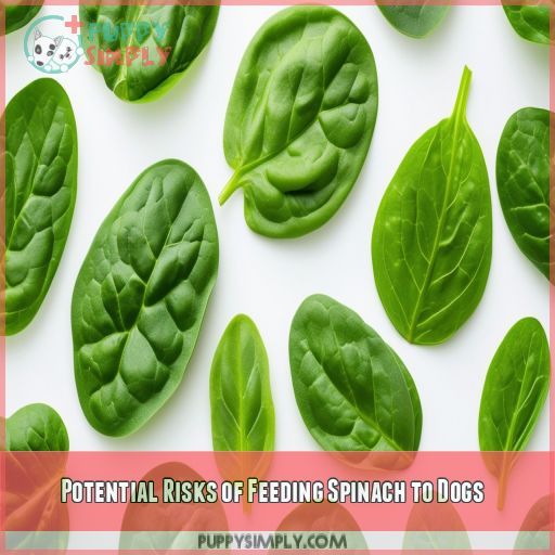 Potential Risks of Feeding Spinach to Dogs