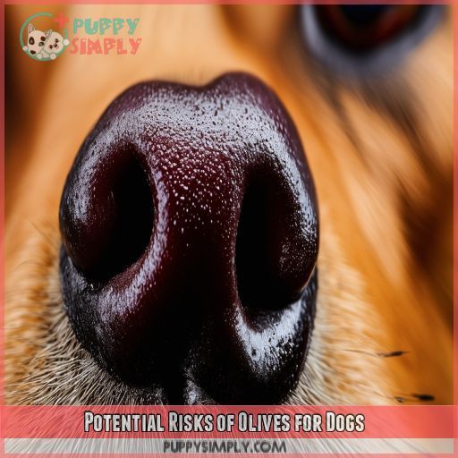 Potential Risks of Olives for Dogs