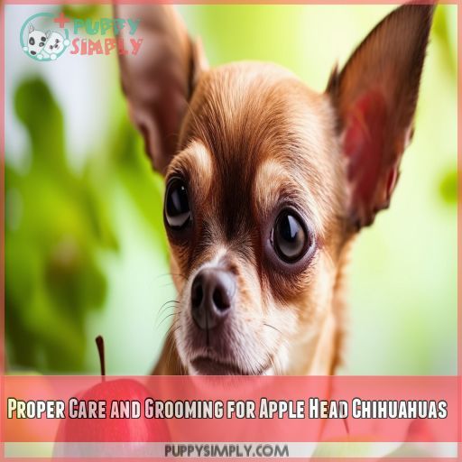 Proper Care and Grooming for Apple Head Chihuahuas