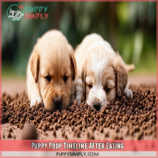 Puppy Poop Timeline After Eating