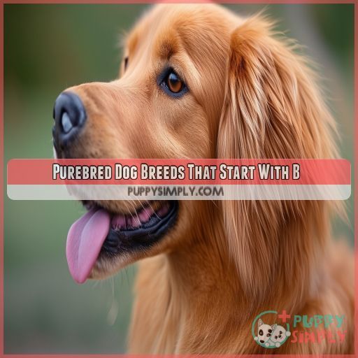 Purebred Dog Breeds That Start With B
