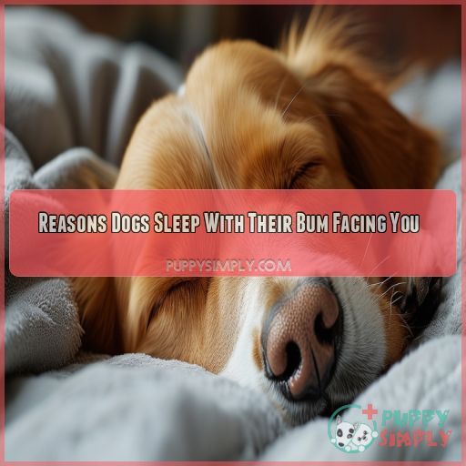 Reasons Dogs Sleep With Their Bum Facing You