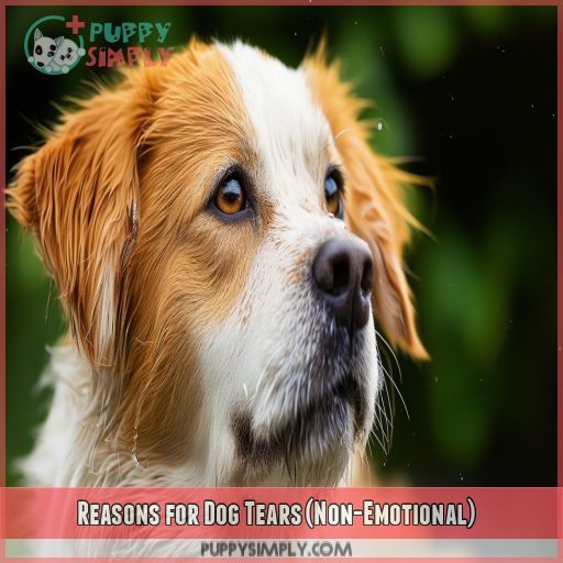 Reasons for Dog Tears (Non-Emotional)