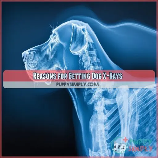 Reasons for Getting Dog X-Rays
