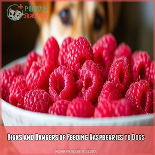 Risks and Dangers of Feeding Raspberries to Dogs