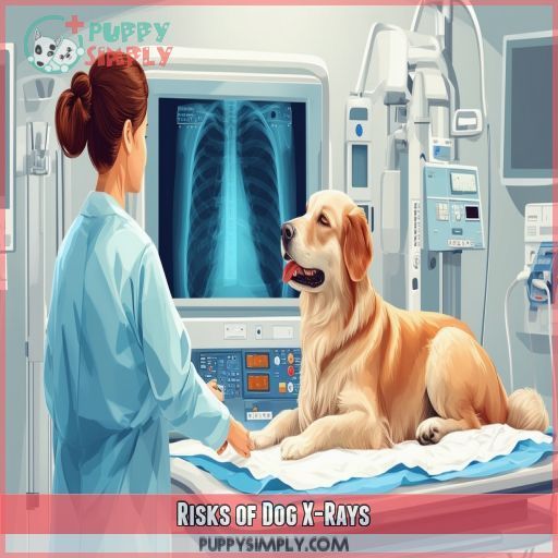 Risks of Dog X-Rays