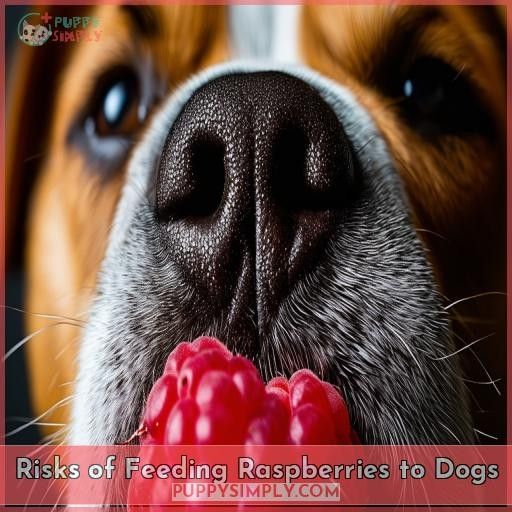 Risks of Feeding Raspberries to Dogs