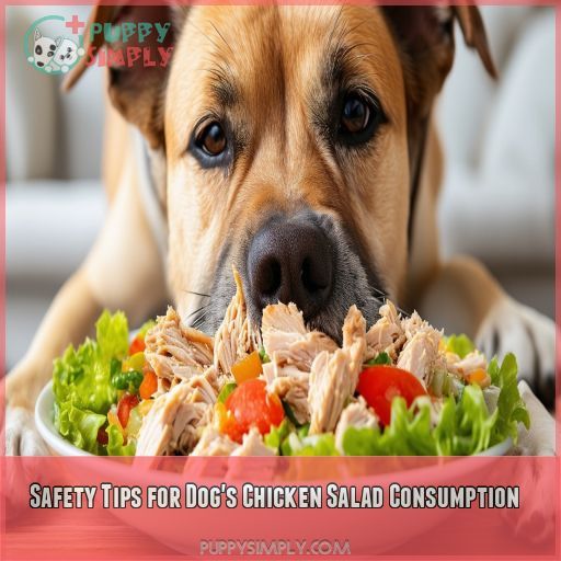 Safety Tips for Dog