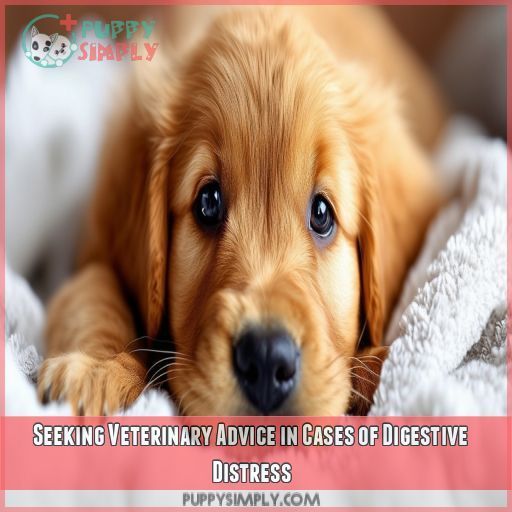 Seeking Veterinary Advice in Cases of Digestive Distress