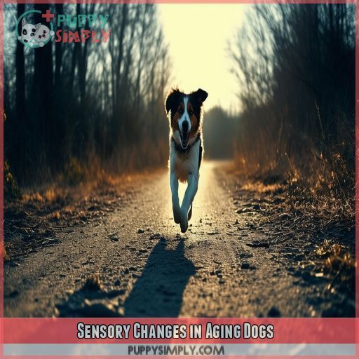 Sensory Changes in Aging Dogs