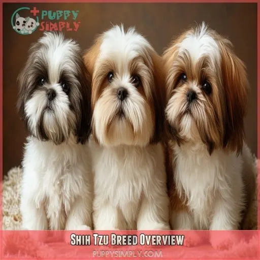Shih Tzu Breed Overview