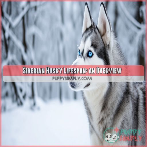 Siberian Husky Lifespan: an Overview
