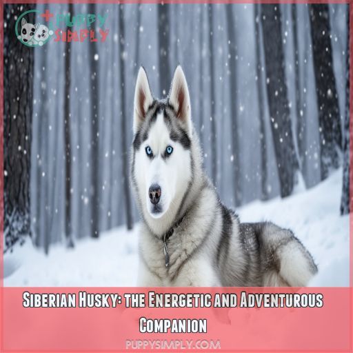 Siberian Husky: the Energetic and Adventurous Companion