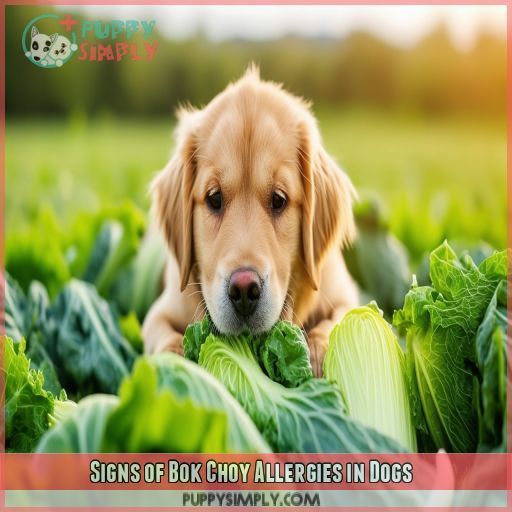 Signs of Bok Choy Allergies in Dogs
