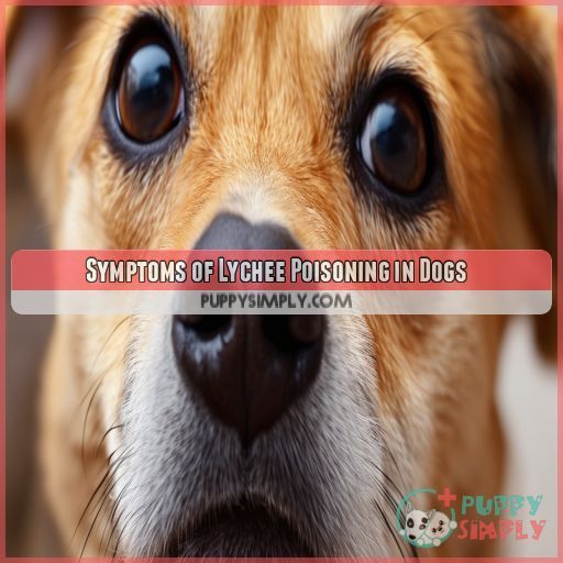 Symptoms of Lychee Poisoning in Dogs