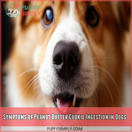 Symptoms of Peanut Butter Cookie Ingestion in Dogs