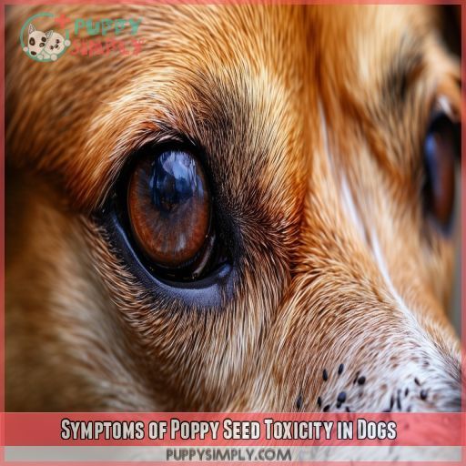 Symptoms of Poppy Seed Toxicity in Dogs