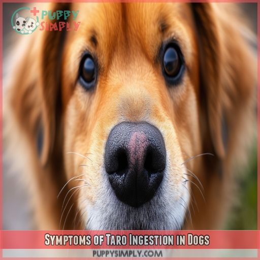 Symptoms of Taro Ingestion in Dogs