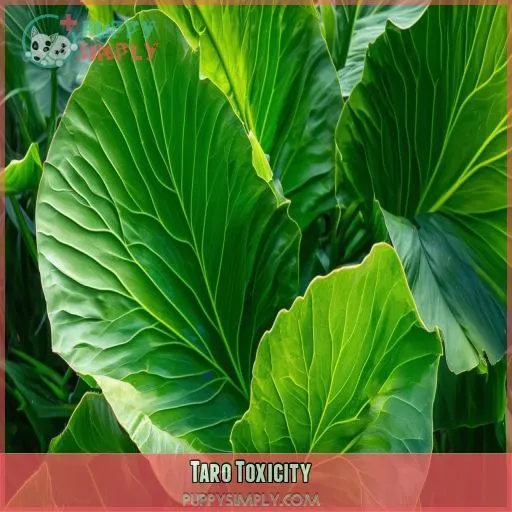 Taro Toxicity