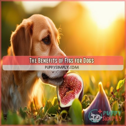 The Benefits of Figs for Dogs