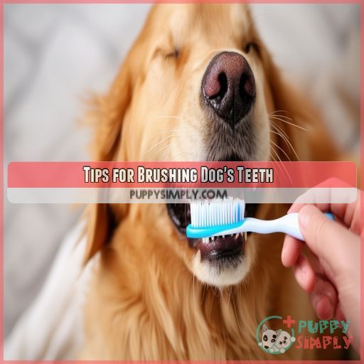 Tips for Brushing Dog