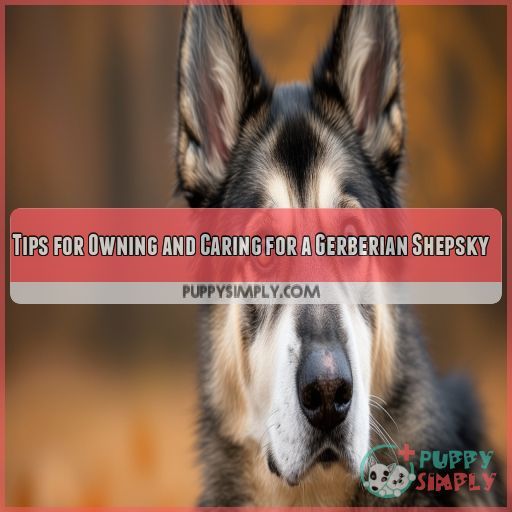 Tips for Owning and Caring for a Gerberian Shepsky