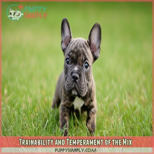 Trainability and Temperament of the Mix