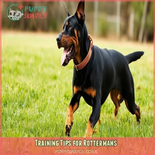 Training Tips for Rottermans