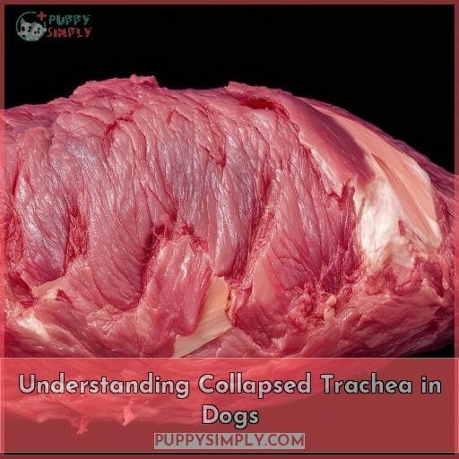 Understanding Collapsed Trachea in Dogs