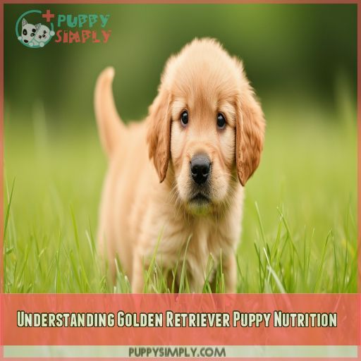 Understanding Golden Retriever Puppy Nutrition