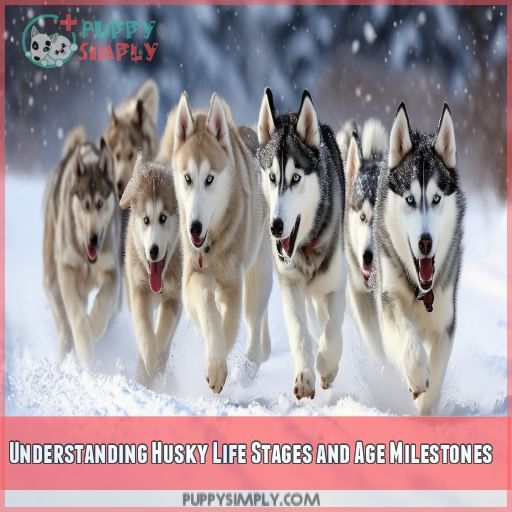 Understanding Husky Life Stages and Age Milestones