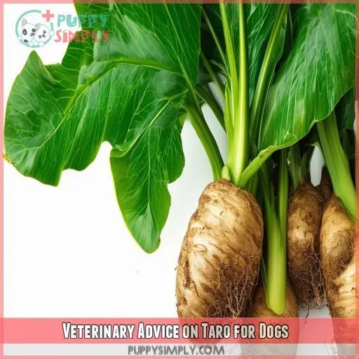 Veterinary Advice on Taro for Dogs