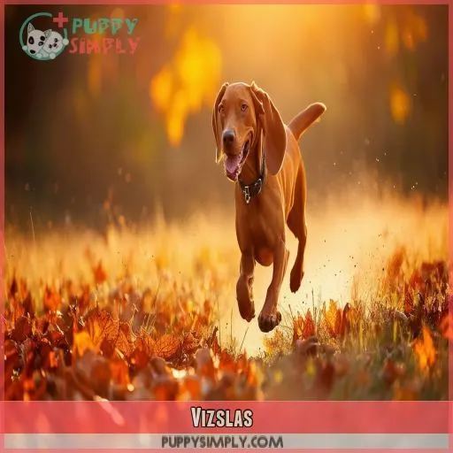 Vizslas