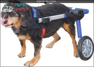 Walkin' Wheels Dog Wheelchair -