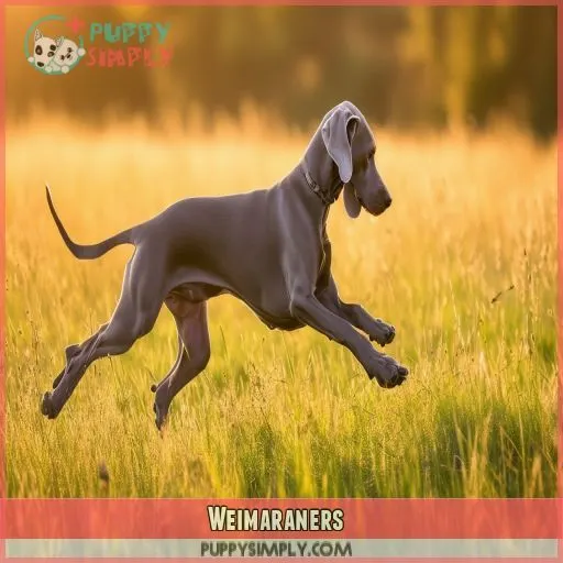 Weimaraners