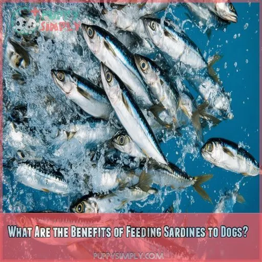 What Are the Benefits of Feeding Sardines to Dogs