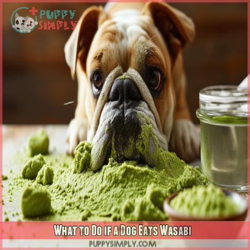 What to Do if a Dog Eats Wasabi