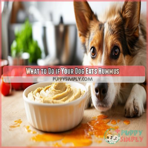 What to Do if Your Dog Eats Hummus