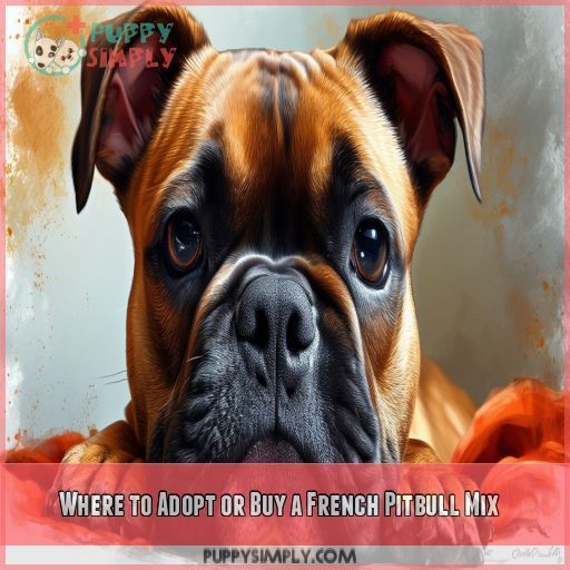 Where to Adopt or Buy a French Pitbull Mix