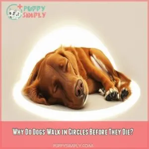 Why Do Dogs Walk in Circles Before They Die