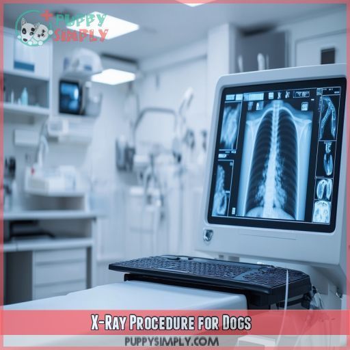 X-Ray Procedure for Dogs
