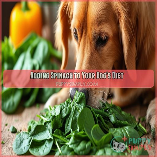 Adding Spinach to Your Dog