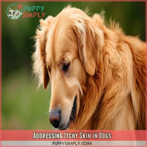 Addressing Itchy Skin in Dogs