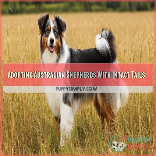 Adopting Australian Shepherds With Intact Tails