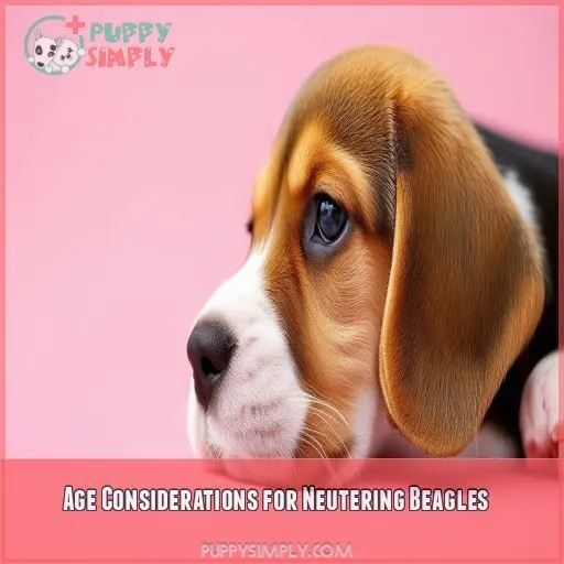Age Considerations for Neutering Beagles
