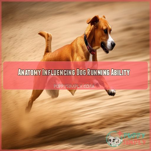 Anatomy Influencing Dog Running Ability