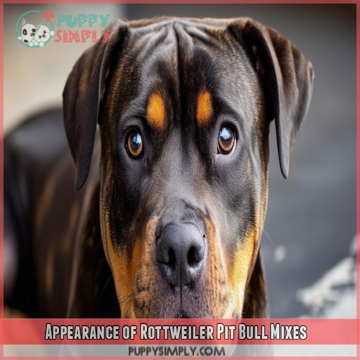 Appearance of Rottweiler Pit Bull Mixes